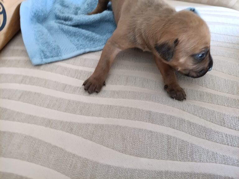 Read more about the article Rhodesian Ridgeback Puppies – 2 Week Milestone Update