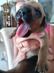 mr t rhodesian ridgeback puppy