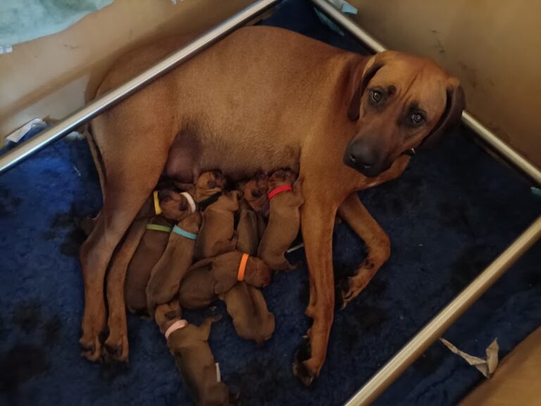 Read more about the article Epic delivery of 13 healthy Puppies!
