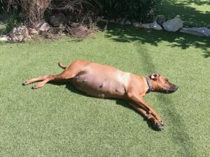 Rhodesian ridgeback poppy awayiting puppies may 2024