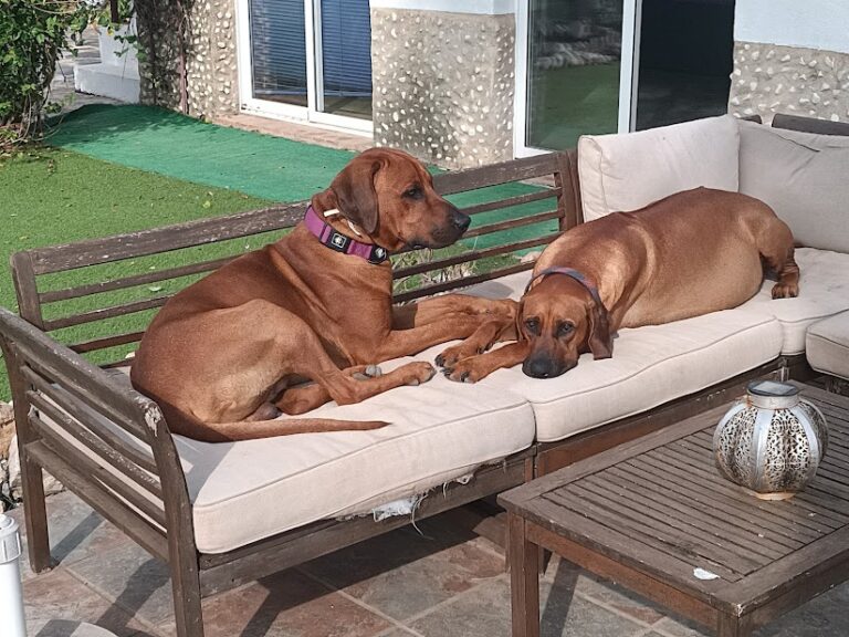 Read more about the article Day 59/63: Poppy’s Pregnancy Update