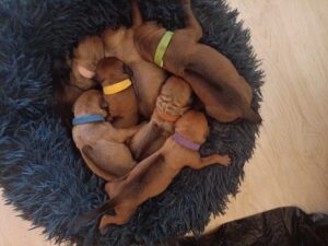 Rhodesian ridgeback puppies with ridgeback may 19,2024