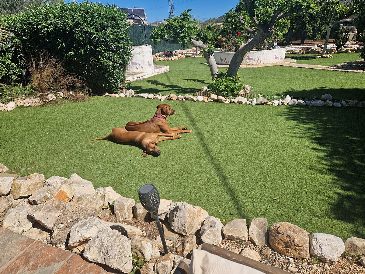 Rhodesian Ridgebacks