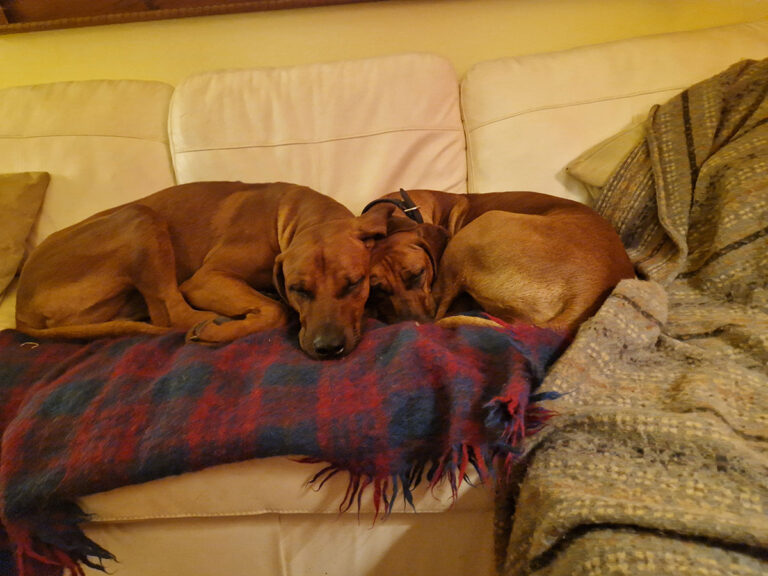 Read more about the article Rhodesian Ridgeback Puppies – Poppy’s Pre-Birth Update