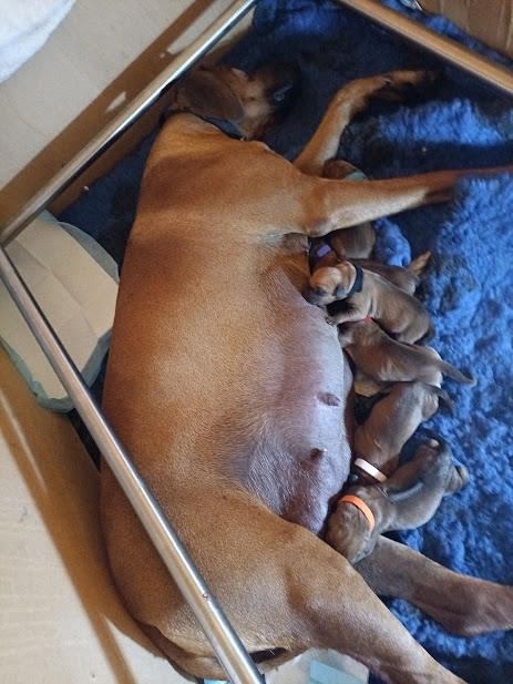 Rhodesian ridgeback epic delivery first 6 of 13.
