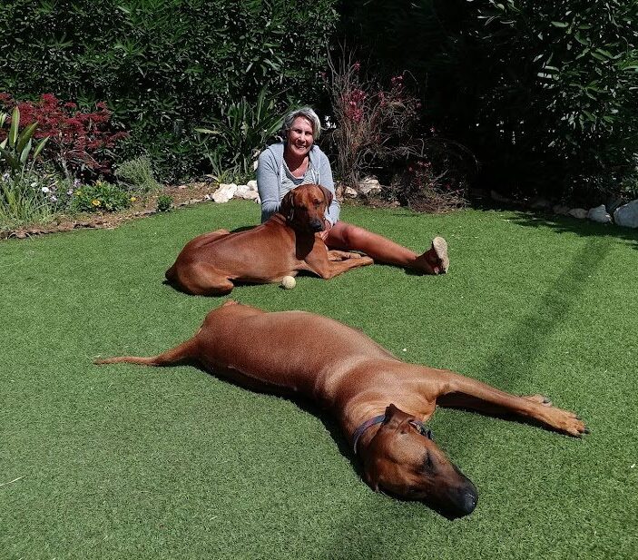 Contact Rhodesian Ridgeback