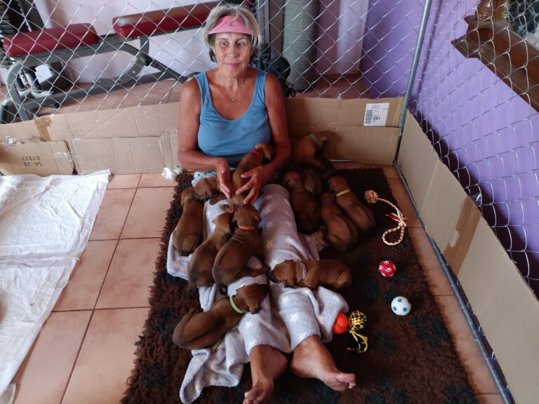 Read more about the article Rhodesian Ridgeback Puppies – Milestone Growth Update