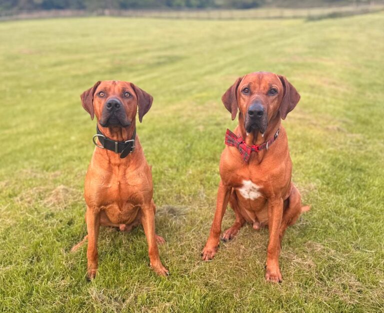 17th May, 2026 Poppy and Angus’ beautiful babies are two years old today!