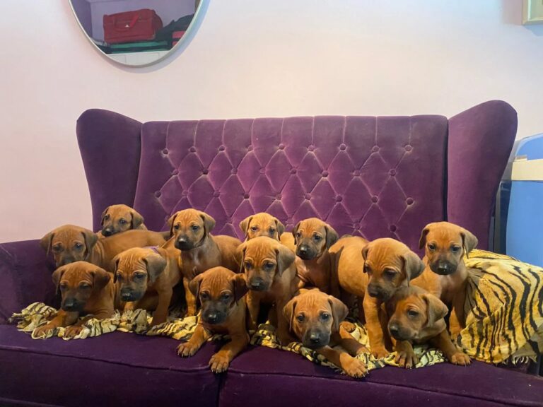 Rhodesian Ridgeback Puppies – 6 Week Milestone Update